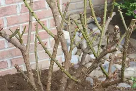 月季花冬剪常见问题与注意事项图片