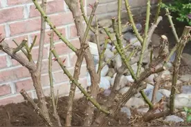 月季花冬剪常见问题与注意事项图片