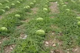 二大爷的糗事图片