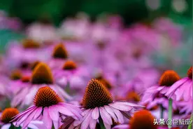 性子烈、脾气狂的星座男，忽冷忽热，普通女人驾驭不了图片