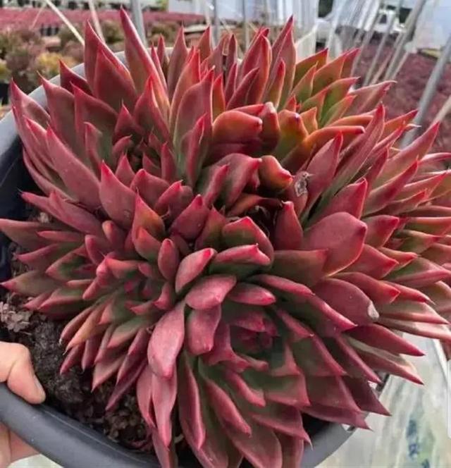 红色多肉:鸿运当头俏郎君!姹紫嫣红新嫁娘?东云口红 野马 黄金雨