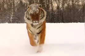 老虎和狼群谁怕谁？看它们在西伯利亚长达百年的较量，答案很明显图片