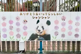 旅日大熊猫“香香”已飞抵成都，预计隔离结束后将与观众见面图片