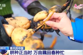 CCTV13-中央电视台新闻频道聚焦万亩藕田春种忙，“柳江玉藕”再次强势出圈！图片