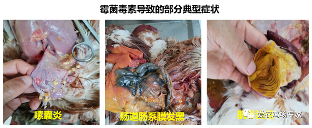 关于饲料营养的3个错误认知，你重视了吗？