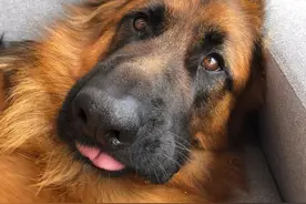 网友家的德牧立耳失败了，黑脸大汉＋趴趴耳，笑哭图片