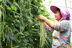 种植豆角、西红柿、辣椒、黄瓜，最怕做错这几点，难怪长不好图片