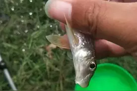 肉质鲜美的船钉子如何垂钓，看大师分享图片