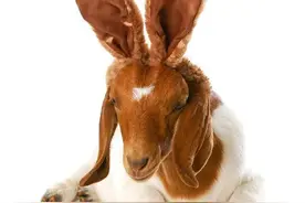 波尔山羊的养殖图片