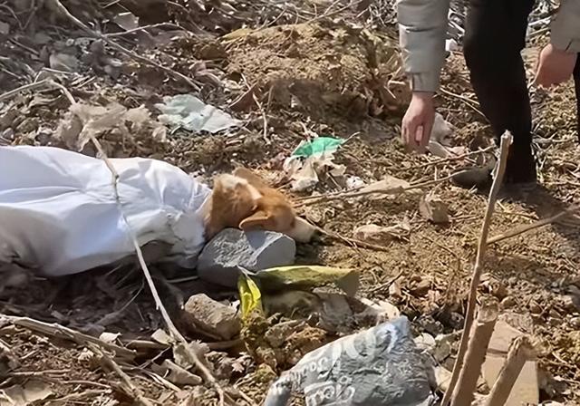 狗狗被紧紧绑住嘴和身体,丢弃在郊外,只因玩闹时无意误伤了人
