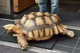 苏州女子遇见40厘米巨龟，专家竟说既是保护动物，也是入侵物种？图片