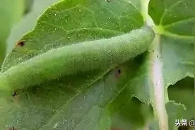 虫螨腈：1小时快速杀虫，为什么很多人却不愿用？图片