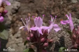 一缕清香入鼻来，鲜有人知百里香图片