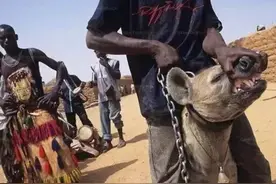 鬣狗连狮子都不怕，为何害怕非洲人？看看非洲人怎么对它图片