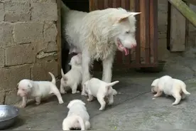 为什么“下司犬”逐渐退出宠物圈？网友：这几点很遭人嫌弃图片