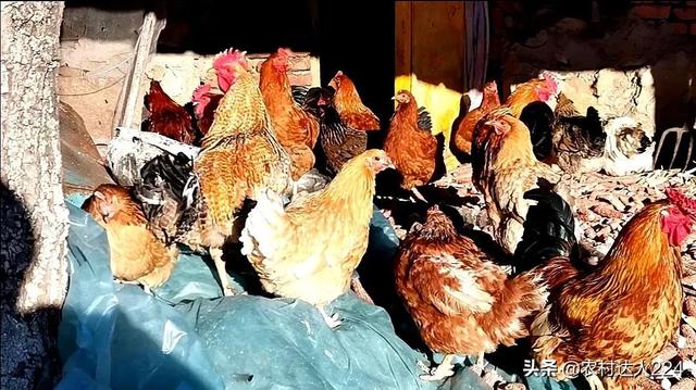 鸡吃了下蛋多，秘密饲料配方，你知道吗？