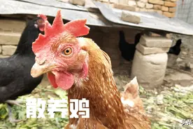 三种蔬菜喂鸡，弊大于利，养鸡要懂得，能不喂就不喂图片