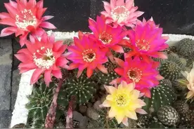6种花，喜欢阳光，多晒太阳，开花多一倍，开花开不停，很漂亮图片