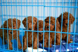 泰迪犬怎么选？这几个地方不会骗人图片