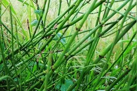 节节草是什么？提醒：老年人用它来泡脚，或能解决多年“老问题”图片