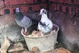 如何让久不肯配的犟鸽“成亲”？图片