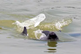 神奇！水晶江豚见过吗？在湖北出现了图片