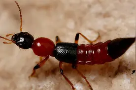 不咬人的虫子更危险！“飞蚂蚁”卷土重来，沾上皮肤就可能溃烂图片