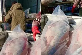 东北文旅高光时刻持续！论爱查干湖野生大鱼，河北排全国第五图片