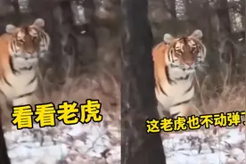 野生东北虎“完达山一号”重返穆棱！咬死两只山羊，人遇到咋办？图片