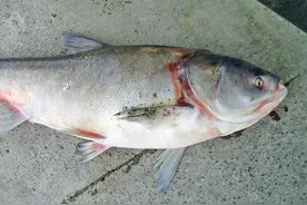 5元一斤的白鲢鱼，不好吃还卖不上价，为何还有那么多人养？图片