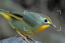 鸟类识别扫一扫，AI识鸟一拍就知道鸟类信息图片