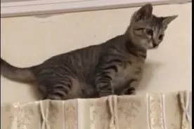 纯猫爪打造？两年时间里四只猫把窗帘挠成流苏状，网友：还挺好看图片