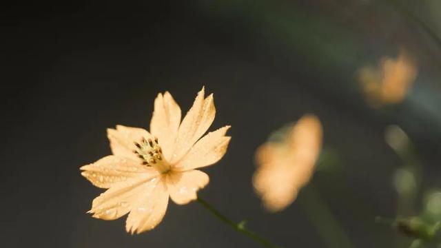 非淡泊无以明志非宁静无以致远的意思（诸葛亮生前留下三句话）