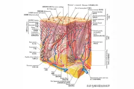 皮肤的解剖图谱图片