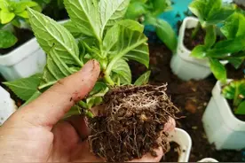 10种洋气花，4、5月份快扦插，易生根，易开花，别错过图片