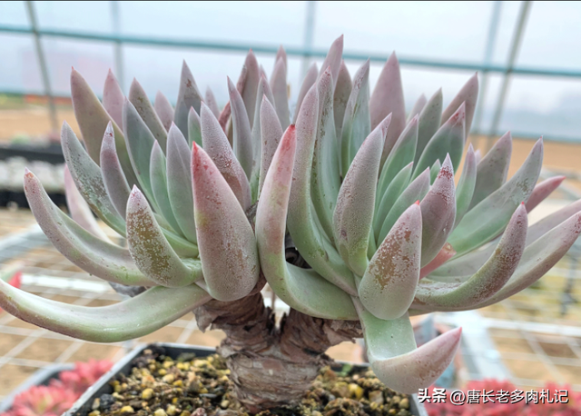 多肉御剑价格便宜,是因为3个特点让它活成了仙女杯中的"小强"