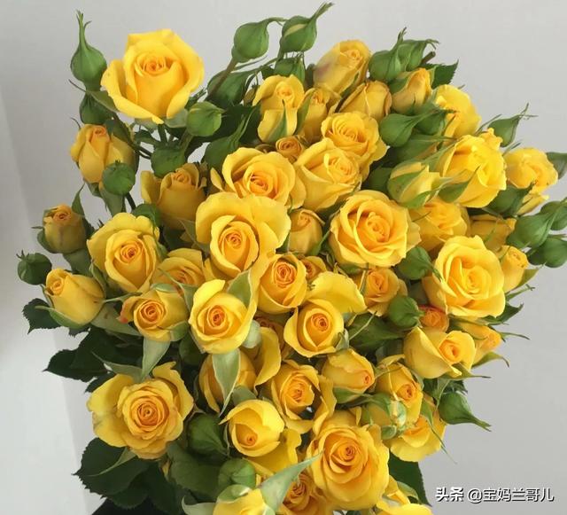 罕见稀有玫瑰花,太惊艳了,五彩缤纷,争奇斗艳,婀娜多姿