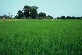 上海本地言话“夏哭”，你知道是什么吗？图片