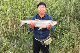 翘嘴的生活习性及特点图片