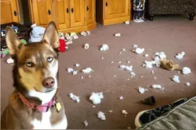 狗老关在家里，竟有这几种可怕后果！赶紧遛狗去了图片