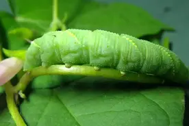 豆虫又出现在了这个夏天图片