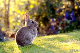 兔年说兔，属兔的朋友们看看吧，这些名人也属兔（11）图片