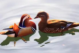 “一夫一妻”的动物，假如一方死了，能否可以经受住交配的诱惑？图片