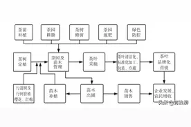 浅析樱花树黄金茶生态茶园模式图片