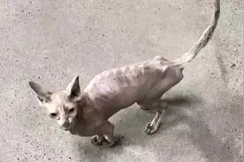 价值不菲的无毛猫竟也成为流浪猫，小伙收留下它后，发现养它真香图片
