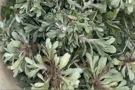 1种“化痰草”遍布农村，没想到十分珍贵，只有识货的人会挖它！图片