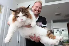 别养缅因猫了！实在是打不过.....图片