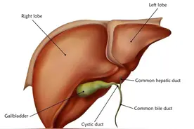 肝损伤，多吃哪些食物有助于恢复？医生建议这样吃图片