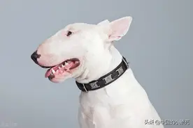 长相最难看的几种狗狗，你家的狗狗上榜了吗？快看它们多惊艳图片