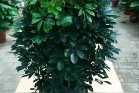 适合客厅的4种树，“招财进宝”寓意美好，除尘杀菌空气清新图片